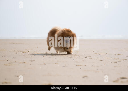 Un Spitz Pomerania felicemente in esecuzione sulla spiaggia Foto Stock