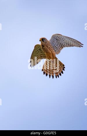 Gheppio Foto Stock