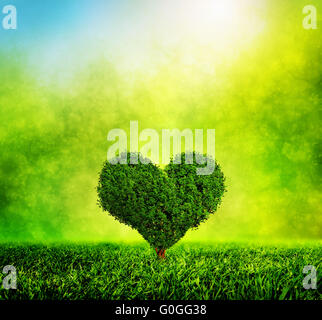 A forma di cuore ad albero che cresce sull'erba verde. Amore Foto Stock