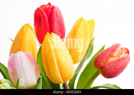 Freschi tulipani colorati fiori isolati su bianco. Festa della mamma Foto Stock