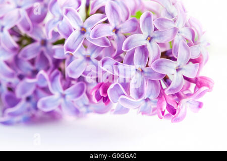 Molla viola lilla fiori che sbocciano. Su bianco Foto Stock