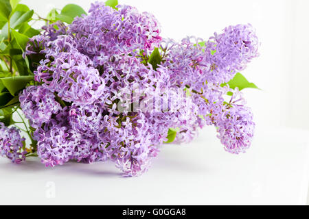 Molla viola lilla fiori che sbocciano. Su bianco Foto Stock