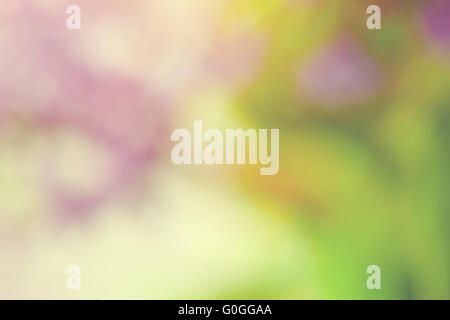 Molla sfocata sullo sfondo della natura. Sfocatura bokeh di fondo. Foto Stock