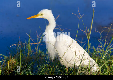 Giallo-fatturati garzetta a pesca di Nakuru Foto Stock