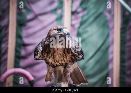 Esposizione di uccelli rapaci in una fiera medievale, dettaglio della bella imperial eagle in Spagna Foto Stock