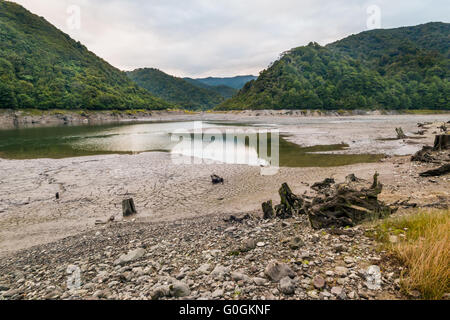 Alcuni vecchi alberi nativi di monconi in un prosciugato Lago. Foto Stock