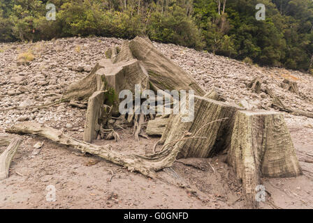 Alcuni vecchi alberi nativi di monconi in un prosciugato Lago. Foto Stock