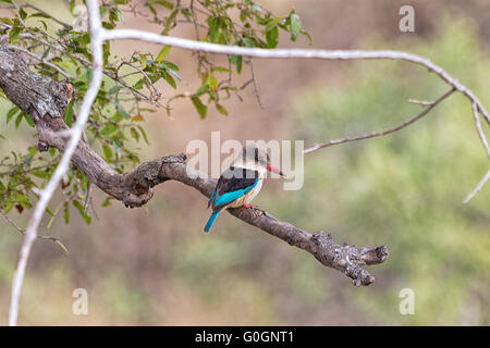 Striped kingfisher al parco nazionale di Kruger Foto Stock