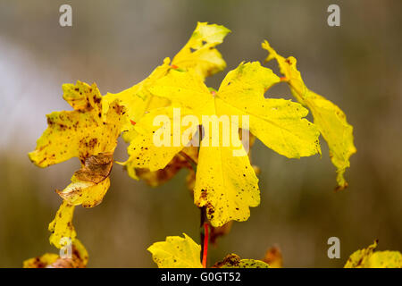 albero di marmo Foto Stock