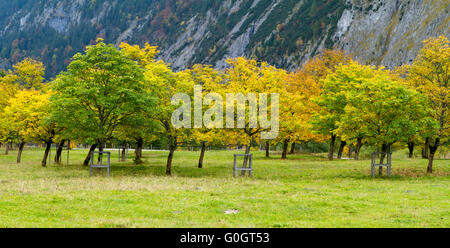 albero di marmo Foto Stock