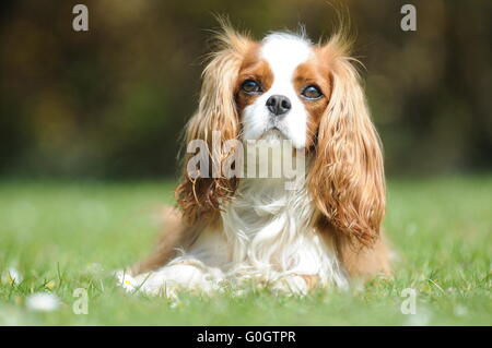 Un King Charles Cavalier cane su un soleggiato caldo giorno d'estate giacente sul prato verde. Foto Stock