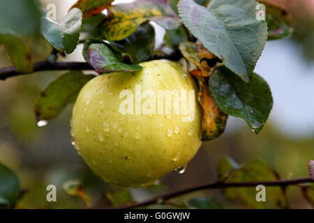 Apple sulla struttura ad albero con gocce di pioggia Foto Stock