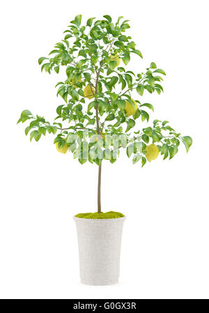 Potted lemon tree isolati su sfondo bianco Foto Stock