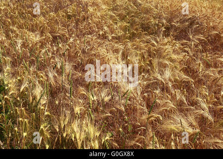 Cornfield Foto Stock