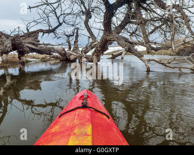 I kayak e pioppi neri americani caduti tree - paddling St Vrain Creek vicino a Platteville nel nord del Colorado Foto Stock