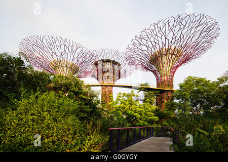 Il Sud Est asiatico, Singapore, giardini dalla baia, Supertree Grove Foto Stock