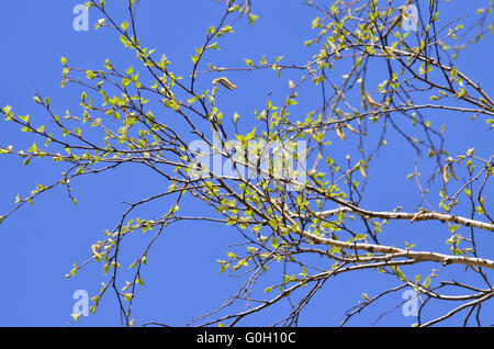Ramo di betulla con verde foglie giovani contro il cielo blu Foto Stock
