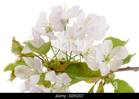 Isolato fiore di ciliegio Foto Stock