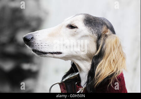 Saluki (Levriero Persiano) il cane ritratto su sfondo sfocato Foto Stock