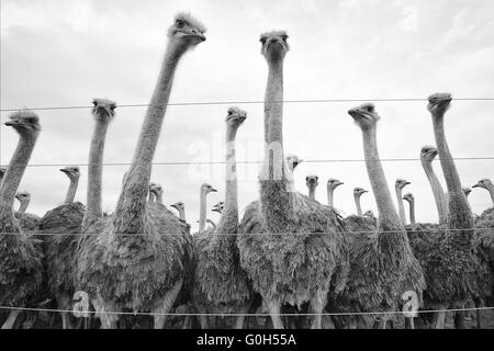 Gli struzzi in un sudafricano della fattoria Foto Stock