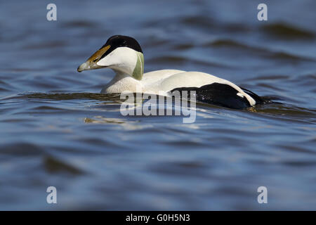 Comune maschio Eider Duck (Somateria mollissima) Foto Stock