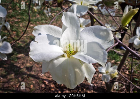 Fioritura primaverile bianco fiore di magnolia close up Foto Stock