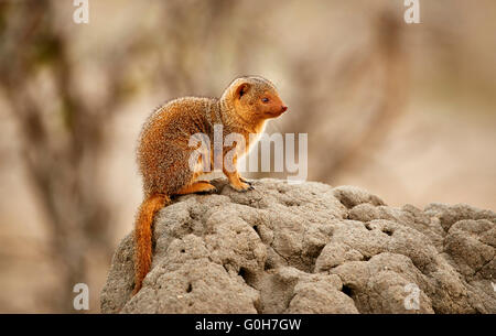 Comune la mangusta nana, Helogale parvula, Parco Nazionale di Tarangire e, Tanzania Africa Foto Stock