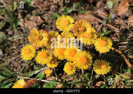 Blooming coltsfoot Foto Stock