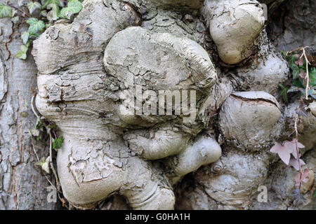 La crescita di rango, la malattia di un albero Foto Stock