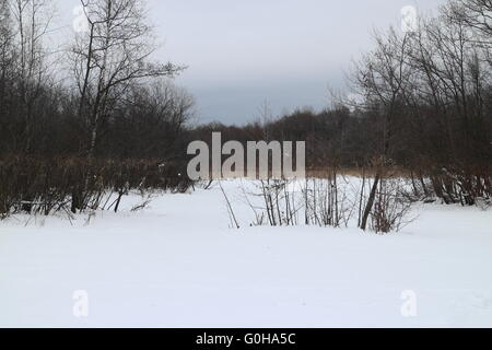 Swamp paesaggio invernale Foto Stock