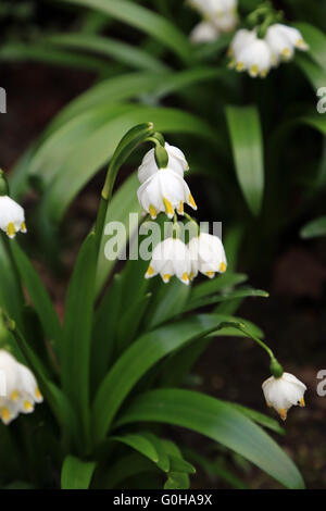 Il simbolo del fiocco di neve di primavera Foto Stock