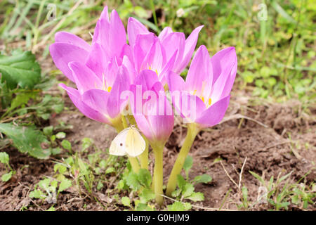 Bellissimi fiori rosa di Colchicum autumnale fioritura in autunno Foto Stock