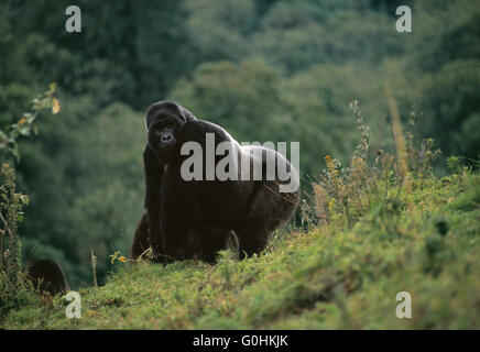 Gorilla di Montagna Foto Stock