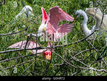 Roseate spatole (Platalea ajaja) e grande garzette (Ardea alba) che lottano per lo spazio a The Rookery. Alta Isola, Texas, Stati Uniti d'America. Foto Stock