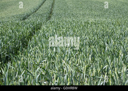Campo di grano in Baviera, Germania Foto Stock