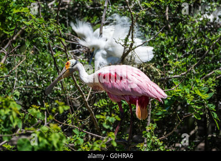 Un Roseate Spatola (Platalea ajaja) e un grande garzette (Ardea alba) che lottano per lo spazio a The Rookery. Alta Isola, Texas, Stati Uniti d'America. Foto Stock