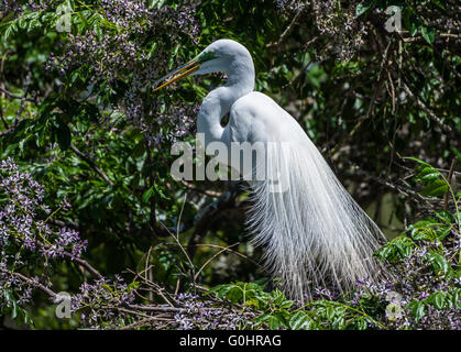 Un grande garzette (Ardea alba) in pieno piumaggio di allevamento a The Rookery. Alta Isola, Texas, Stati Uniti d'America. Foto Stock