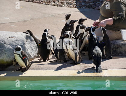 Zookeeper alimentazione manuale i Penguins africani accanto alla piscina Foto Stock