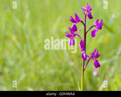 Anacamptis laxiflora wild orchid. In prato. Foto Stock