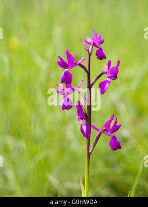 Anacamptis laxiflora wild orchid . In prato. Composizione verticale. Foto Stock