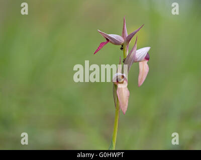 Tongue orchid in habitat naturali. Serapias lingua. Foto Stock