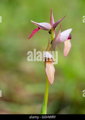 Tongue orchid in habitat naturali. Serapias lingua. Foto Stock