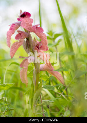 Unione fiore di primavera, piuttosto rari. Serapias neglecta. Wild Orchid. Foto Stock