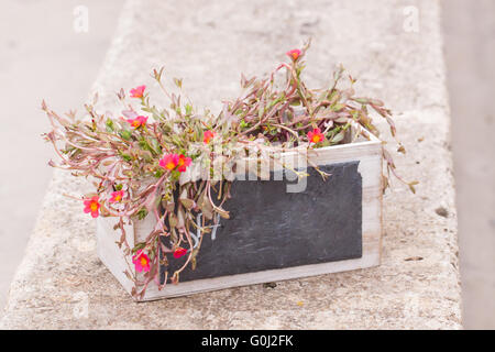 Piccolo copyspace lavagna in fiore decorativo pot outdoor Foto Stock