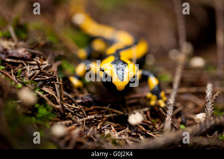 Salamandra pezzata salamandra closeup nella foresta per esterno Foto Stock