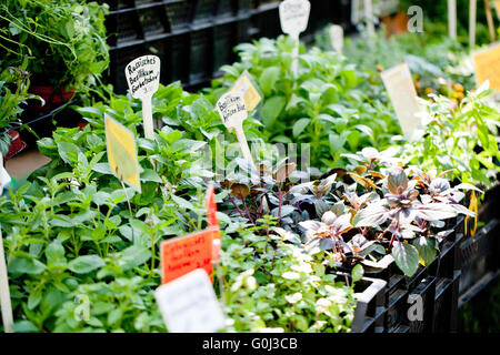 Diverse erbette verdi sul mercato outdoor Foto Stock