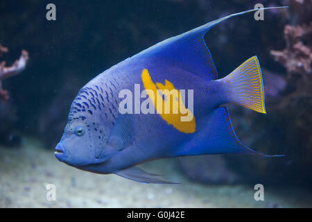 Yellowband angelfish (Pomacanthus maculosus), noto anche come halfmoon angelfish a Dvur Kralove Zoo, Repubblica Ceca. Foto Stock