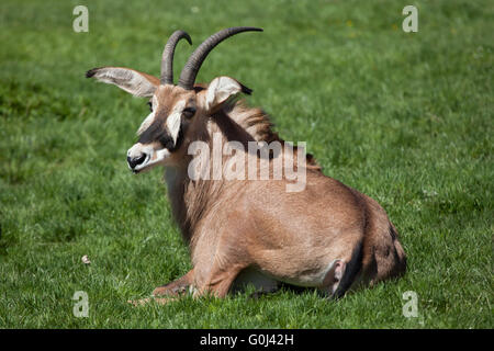 Stefano antilope (Hippotragus equinus) a Dvur Kralove Zoo, Repubblica Ceca. Foto Stock
