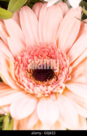 Mazzo di fiori freschi di fiori rosa e bianchi Foto Stock