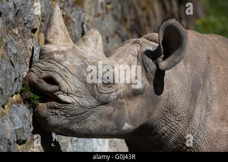 Rinoceronte nero (Diceros simum) a Dvur Kralove Zoo, Repubblica Ceca. Foto Stock